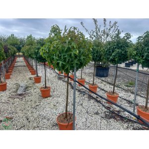   Ambrovník styraxový (Liquidambar styraciflua) ´GUMBALL´ - výška 150-180 cm, obvod kmeňa: 10/12 cm, kont. C30L/C25L - NA KMIENKU  